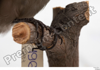 Bohemian waxwing Bombycilla garrulus claw foot 0005.jpg